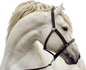 Seguro de Caballos Seguro de Caballos