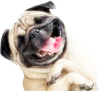 Seguro de Mascotas Seguro de Mascotas