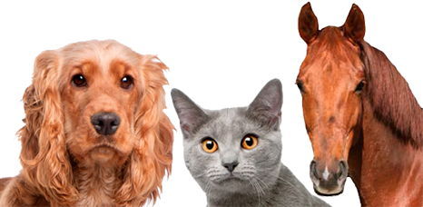 Seguros para mascotas y caballos - micompi.com Seguros para mascotas y caballos - micompi.com