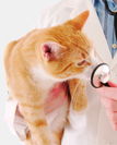 Seguro Veterinario Seguro Veterinario